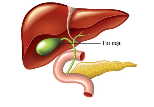 Túi mật là cơ quan nhỏ có hình quả lê, vị trí nằm dưới gan