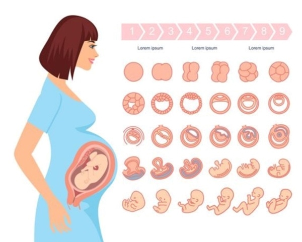 Các giai đoạn của tam cá nguyệt