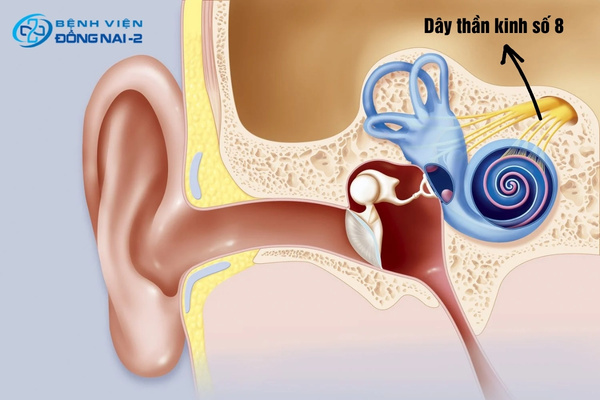 Rối loạn tiền đình xảy ra khi dây thần kinh số 8 bị tổn thương hoặc thiếu máu não